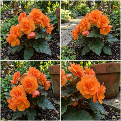 Orange Begonia Flower Seeds for Planting | Vibrant Begonia Seeds