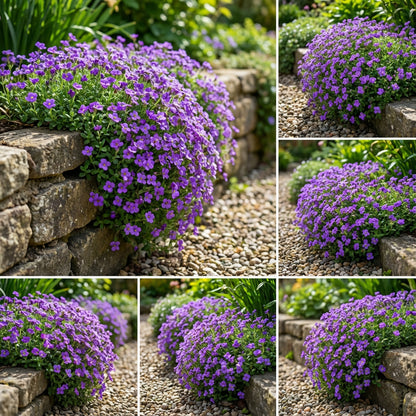 Aubretia Deltoides Seeds for Planting - Vibrant Garden Blooms
