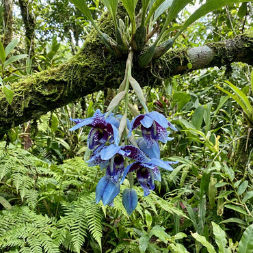 Blue Oculata Flower Seeds for Planting