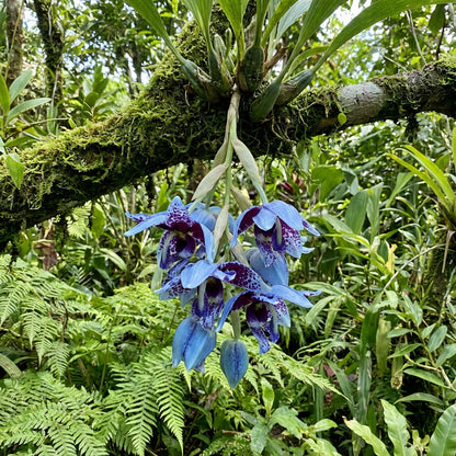 Blue Oculata Flower Seeds for Planting