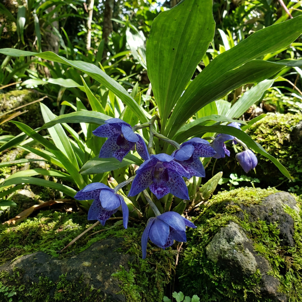 Blue Oculata Flower Seeds for Planting
