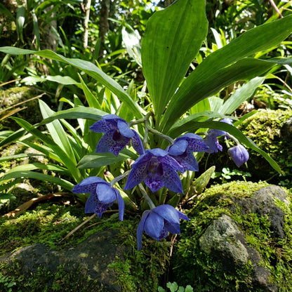 Blue Oculata Flower Seeds for Planting