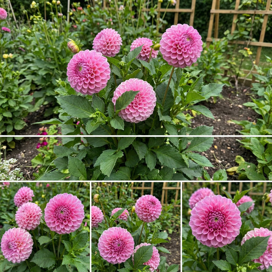 Pink Pompon Dahlia Flower Seeds for Planting  Vibrant Annual Blooms for Colorful Gardens