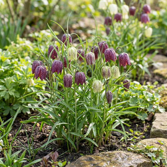 Fritillaria Flower Seeds for Planting - Unique Bell-Shaped Blooms