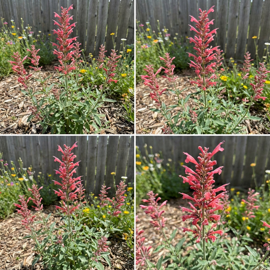 Agastache Cana Flower Seeds - Unique Ground Cover for Exotic Blooms