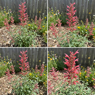 Agastache Cana Flower Seeds - Unique Ground Cover for Exotic Blooms