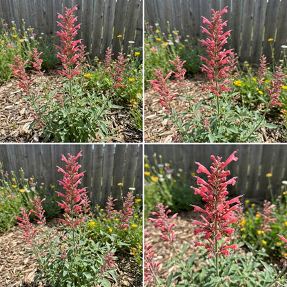 Agastache Cana Flower Seeds - Unique Ground Cover for Exotic Blooms