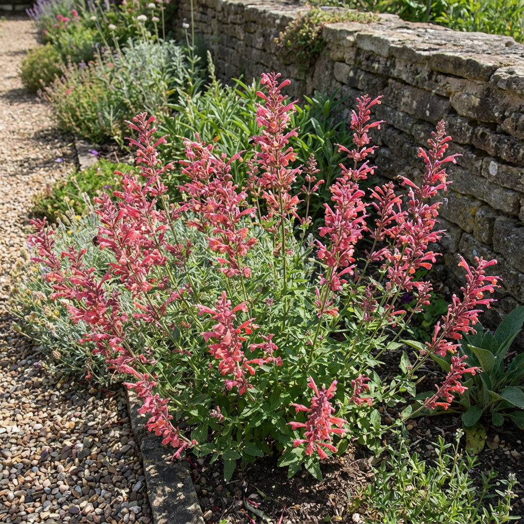 Agastache Cana Flower Seeds - Unique Ground Cover for Exotic Blooms