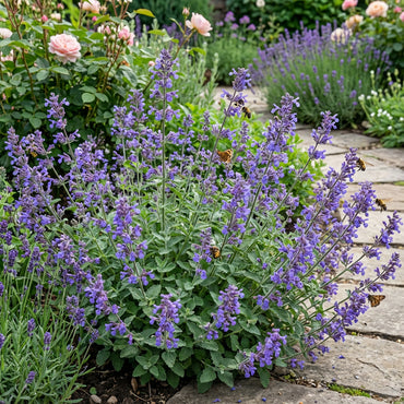 Violet Catmint Seeds for Easy Planting