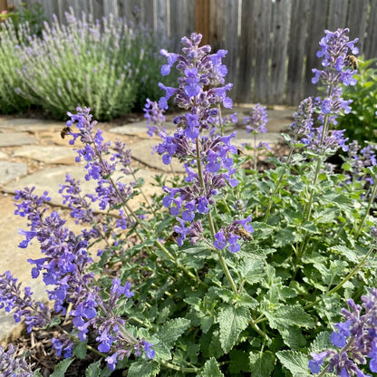 Violet Catmint Seeds for Easy Planting