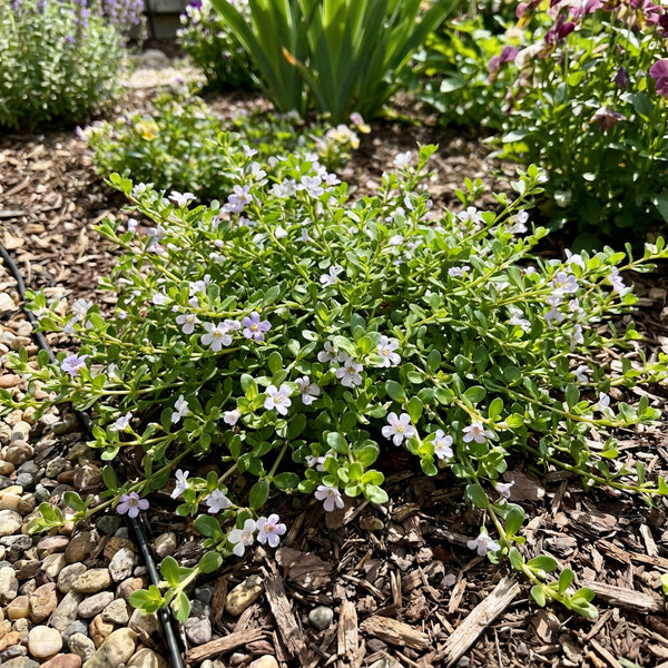 Buy Bacopa Flower Seeds for Planting – Pure Asia Seeds