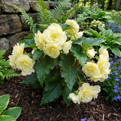 Plant Light Yellow Begonia Flower Seeds  Perfect for Your Garden