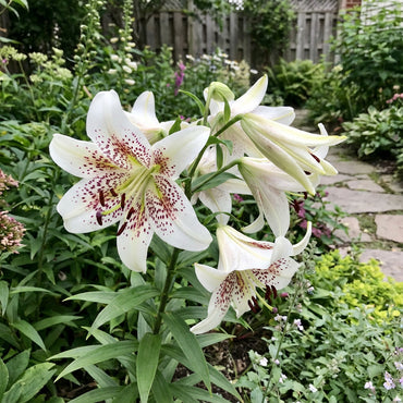 Di Giglio Flower Seeds for Easy Planting