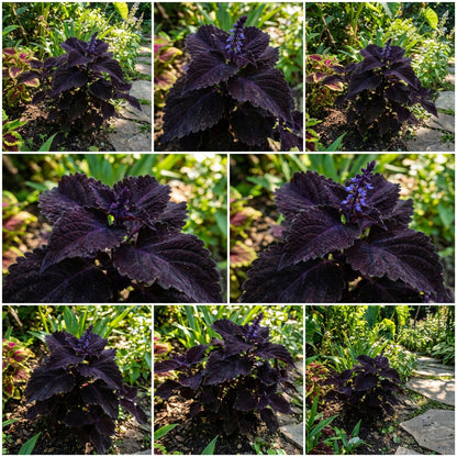 Black Dragon Coleus Seeds for Planting