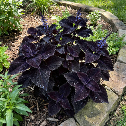 Black Dragon Coleus Seeds for Planting