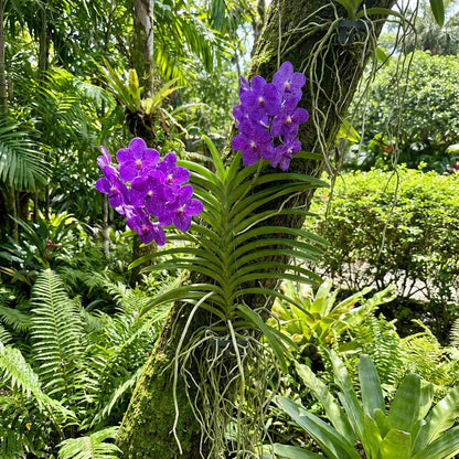 Violet Vanda Orchid Seeds for Planting - Grow Beautiful Orchid Flowers