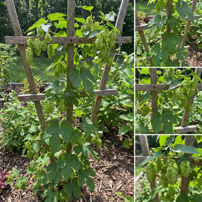 Humulus Lupulus Seeds for Planting