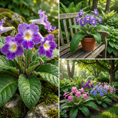 Streptocarpus Flower Seeds for Vibrant Blooms  Perfect for Gardening & Planting