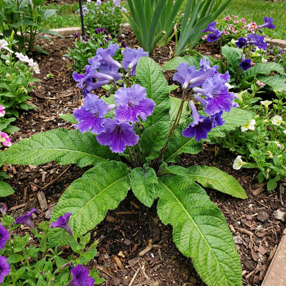 Streptocarpus Flower Seeds for Vibrant Blooms  Perfect for Gardening & Planting