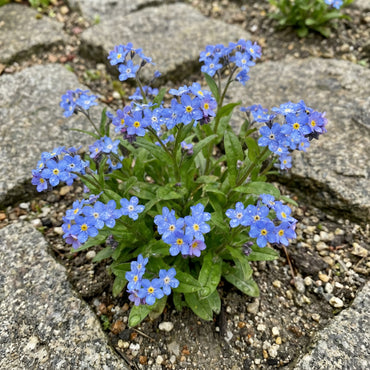 Alpestris Alpine Flower Seeds: Perfect for Gardening & Planting