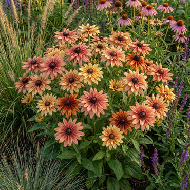Rudbeckia Sahara Flower Seeds for Vibrant Garden Blooms