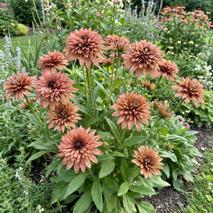 Rudbeckia Sahara Flower Seeds for Vibrant Garden Blooms
