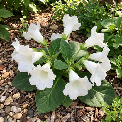 White Sinningia Gloxinia Flower Seeds for Serene Garden Spaces  Seed for Delightful Floral Arrangements