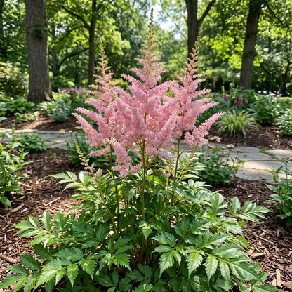 Pink Astilbe Flower Seeds for Planting