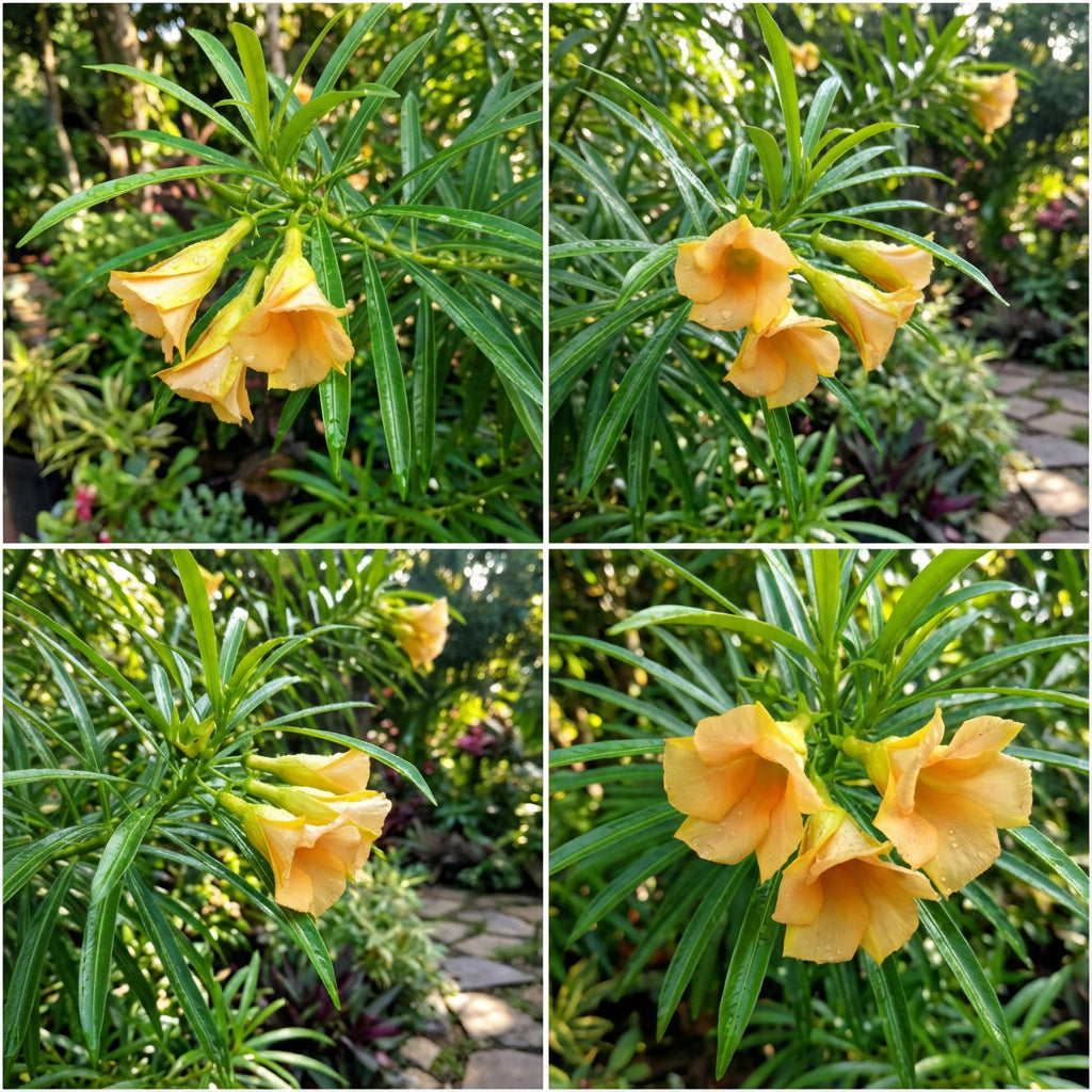 Thevetia Neriifolia Flower Seeds for Planting