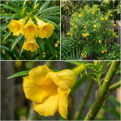 Thevetia Neriifolia Flower Seeds for Planting