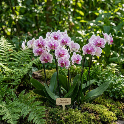 Samen Orchidee Flower Seeds for Planting