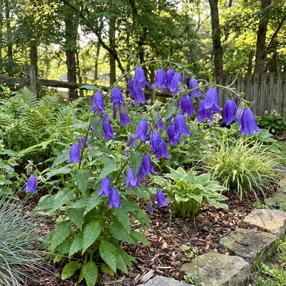 Bell Flower Seeds - Ideal for Planting