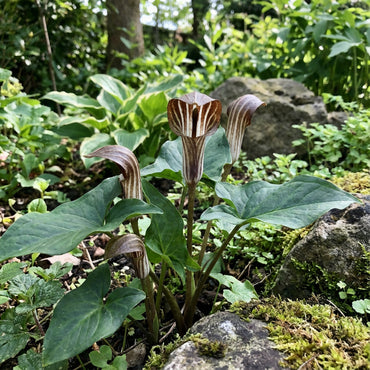 Arisarum Vulgare Seeds for Planting