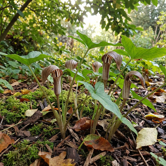Arisarum Vulgare Seeds for Planting