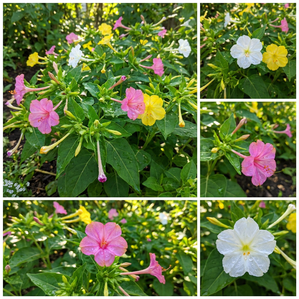 Mirabilis Flower Seeds for Easy Planting