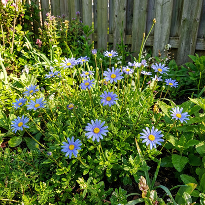 Blue Bellis Perennis Seeds for Flower Planting