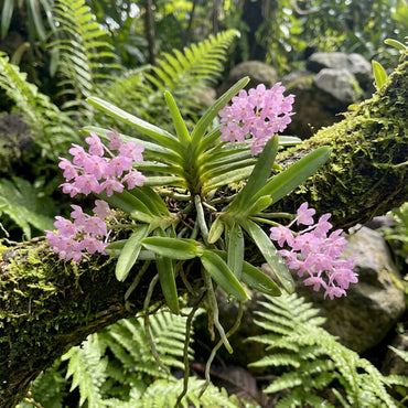 Baby Pink Ascocentrum Ampullaceum Seeds for Planting