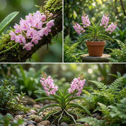 Baby Pink Ascocentrum Ampullaceum Seeds for Planting