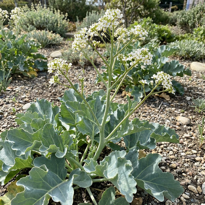 Seakale Flower Seeds for Planting  Seeds for Unique Coastal Blooms, Ideal for Enhancing Garden Beauty and Landscape Appeal