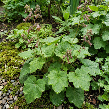 Tolmiea Flower Seeds for Easy Planting