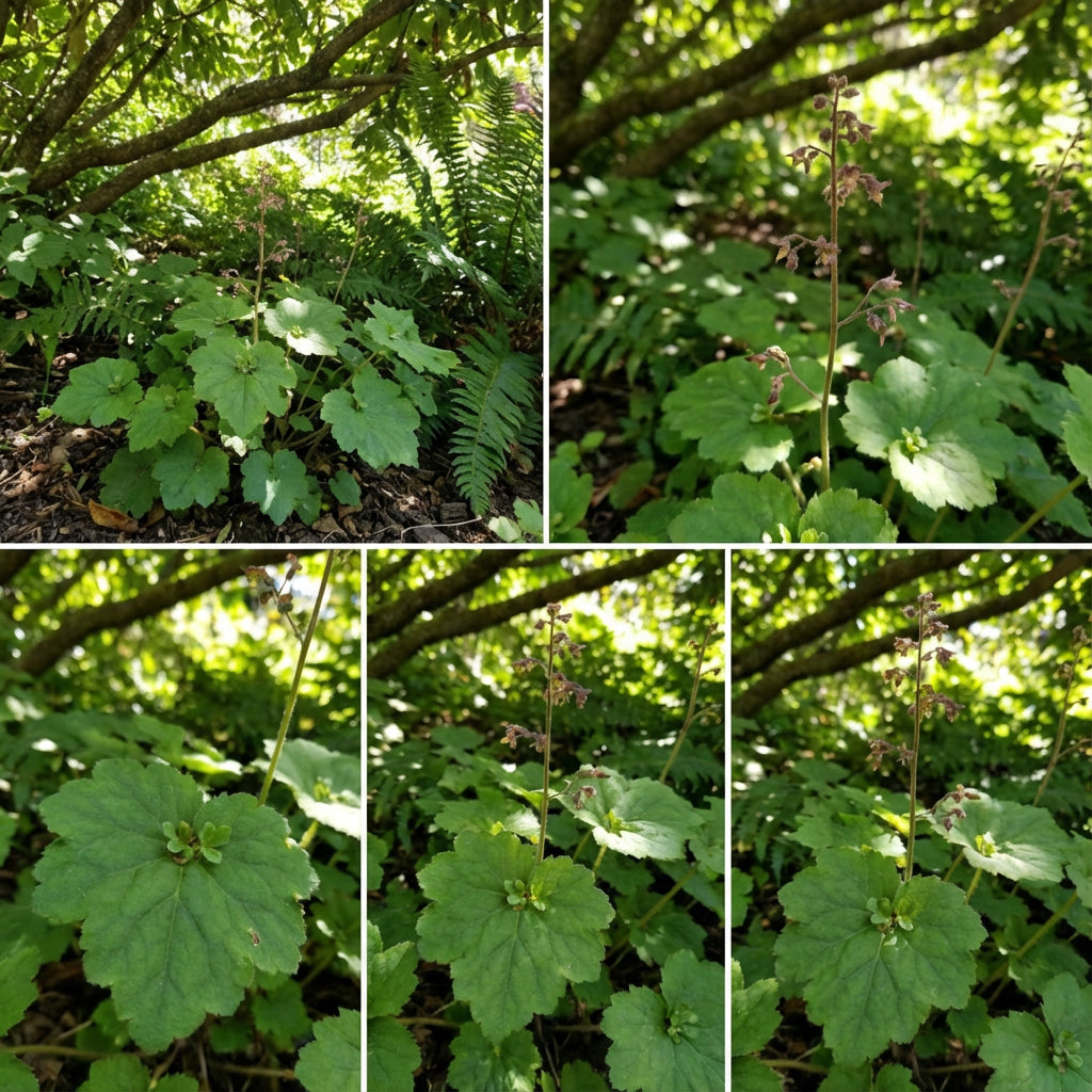 Tolmiea Flower Seeds for Easy Planting