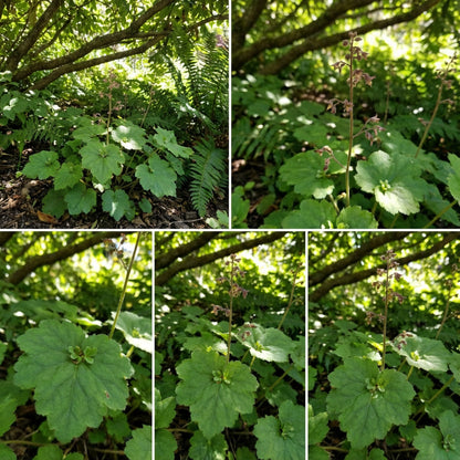 Tolmiea Flower Seeds for Easy Planting