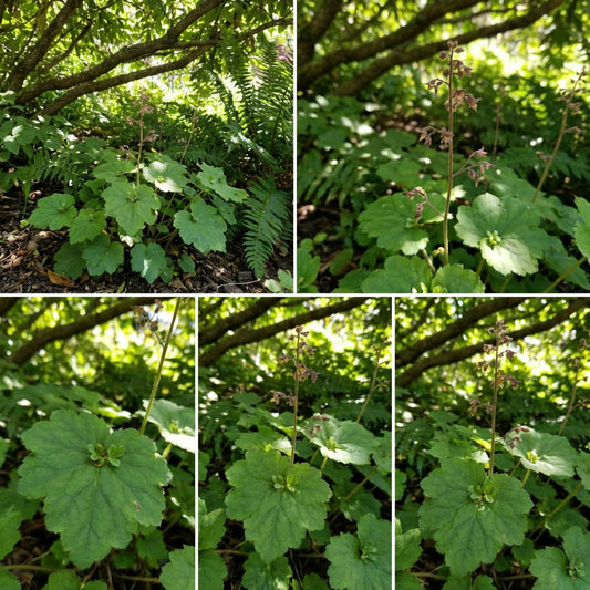 Tolmiea Flower Seeds for Easy Planting