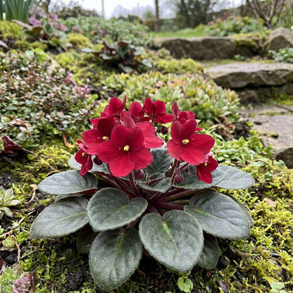 Red Saintpaulia Flower Seeds for Planting