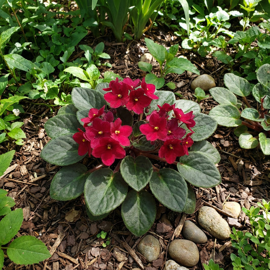 Red Saintpaulia Flower Seeds for Planting