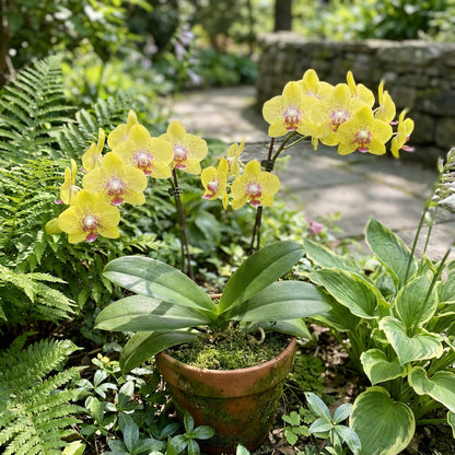 Yellow Phalaenopsis Orchid Plant Seeds for Planting