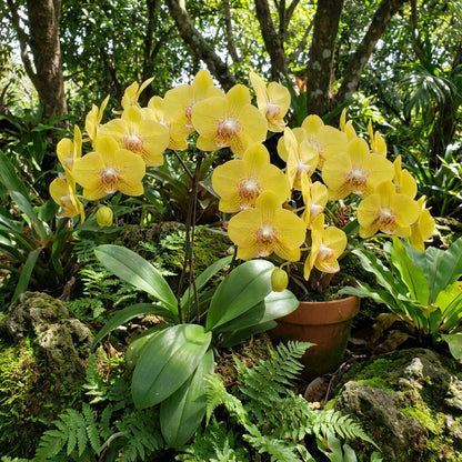 Yellow Phalaenopsis Orchid Plant Seeds for Planting