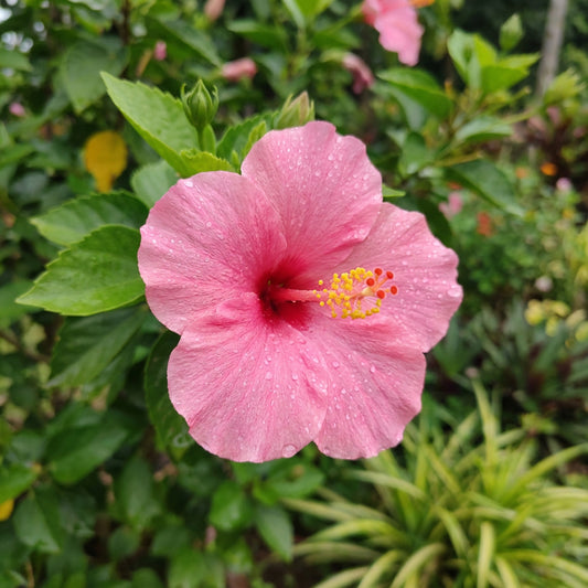 Pink Hibiscus Flower Seeds  Perfect for Growing Gorgeous Blooms in Your Home Garden