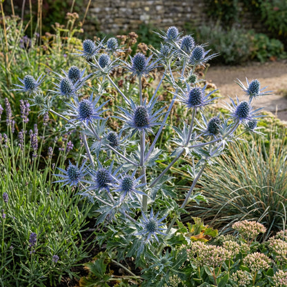 Blue Sea Holly Seeds for Planting