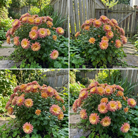 Yellow Pink Chrysanthemum Flower Seeds for Planting